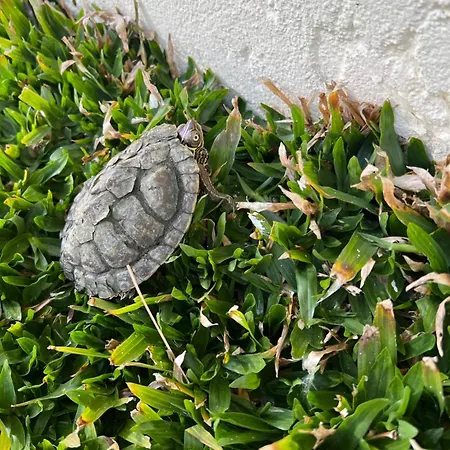 Prázdninový dům Casa Do Piscina Aquecida Casa Completa Espinho (Aveiro)