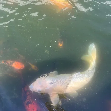 Casa Do Piscina Aquecida Casa Completa