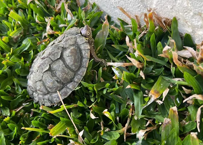 בית נופש Casa Do Piscina Aquecida אספיניו